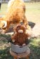 Nana Huchy Henry The Highland Cow