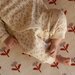 Nature Baby Kimono Stretch & Grow Pointelle - Dandelion Print