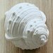 Lanco Karacola Whelk Shell