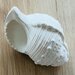 Lanco Karacola Whelk Shell