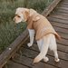 Crywolf Ruff Pet Jacket - Tan